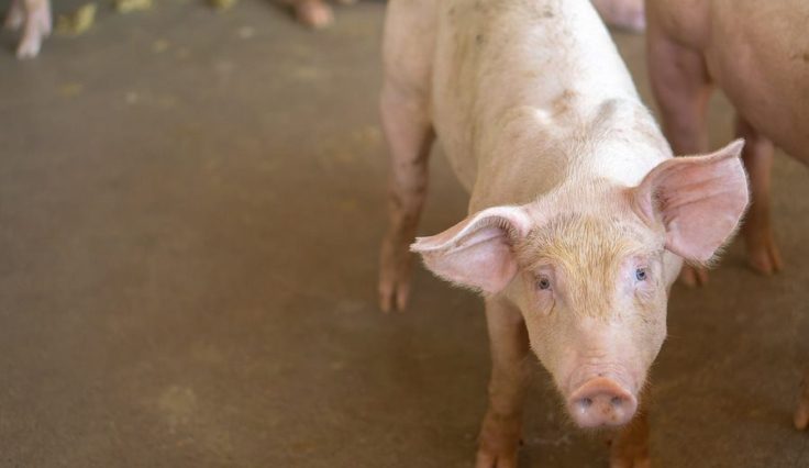 Maschhoffs Case Study Image